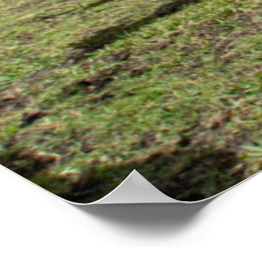 Farms Brown Cow Group Poster (Hoek)