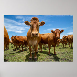 Farms Brown Cow Group Poster