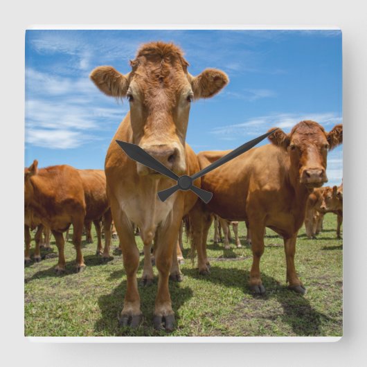 Farms Brown Cow Group Vierkante Klok (Voorkant)