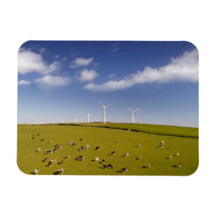 Farms Cows Near Windmill Farm Magneet
