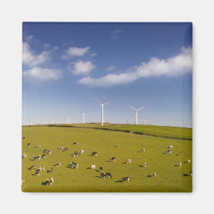 Farms   Cows Near Windmill Farm Magneet