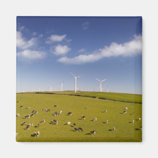 Farms | Cows Near Windmill Farm Magneet (Voorkant)