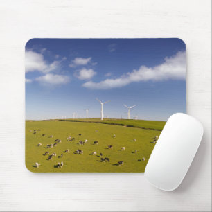 Farms Cows Near Windmill Farm Muismat