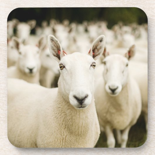 Farms | Herd of Sheep Bier Onderzetter (Voorkant)