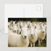 Farms | Herd of Sheep Briefkaart (Voorkant / Achterkant)