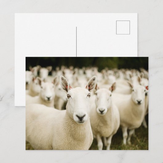 Farms | Herd of Sheep Briefkaart (Voorkant / Achterkant)