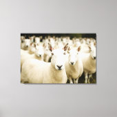 Farms | Herd of Sheep Canvas Afdruk (Voorkant)