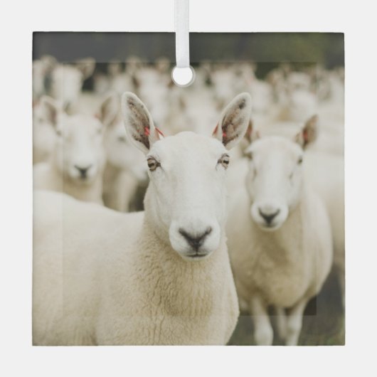 Farms | Herd of Sheep Glas Ornament (Voorkant)