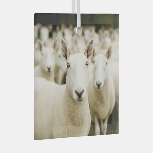 Farms | Herd of Sheep Glas Ornament (Voorkant Rechts)