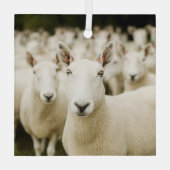 Farms | Herd of Sheep Glas Ornament (Achterkant)