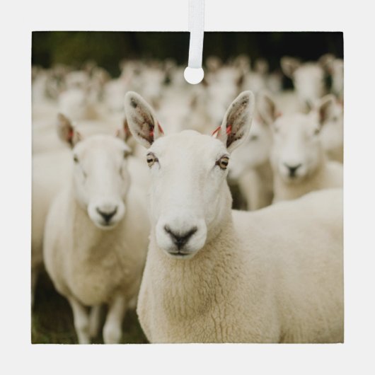 Farms | Herd of Sheep Glas Ornament (Achterkant)