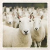 Farms | Herd of Sheep Glazen Onderzetter (Voorkant)