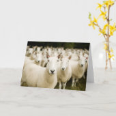 Farms | Herd of Sheep Kaart (Gele Bloem)
