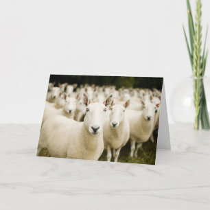 Farms Herd of Sheep Kaart