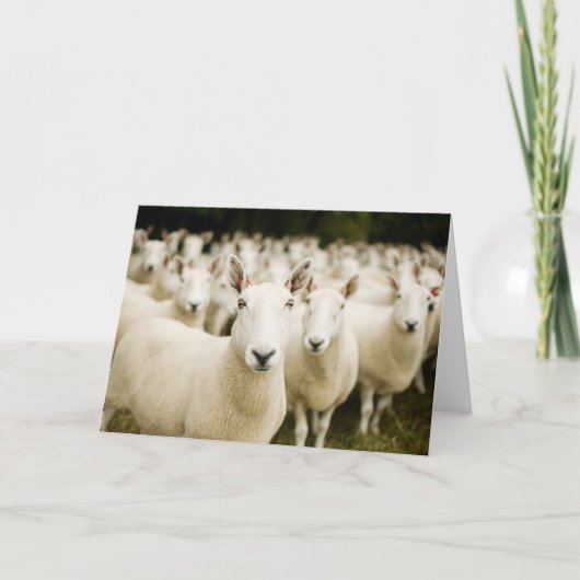 Farms | Herd of Sheep Kaart (Voorkant)