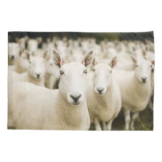 Farms | Herd of Sheep Kussensloop (Achterkant)