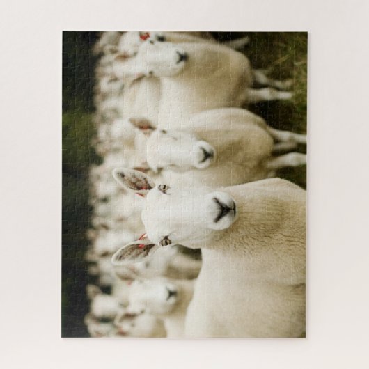 Farms | Herd of Sheep Legpuzzel (Verticaal)