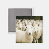 Farms | Herd of Sheep Magneet (Voorkant / Achterkant)