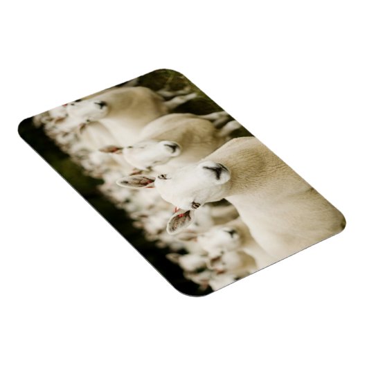 Farms | Herd of Sheep Magneet (Rechterzijde)