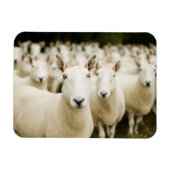 Farms | Herd of Sheep Magneet (Horizontaal)