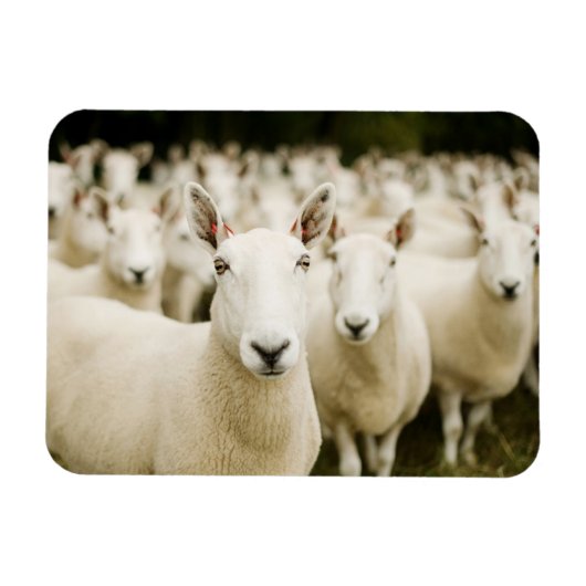 Farms | Herd of Sheep Magneet (Horizontaal)