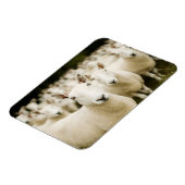 Farms | Herd of Sheep Magneet (Linkerzijde)