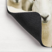 Farms | Herd of Sheep Muismat (Hoek)