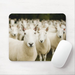 Farms   Herd of Sheep Muismat