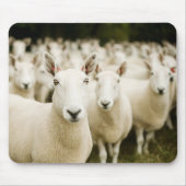 Farms | Herd of Sheep Muismat (Voorkant)