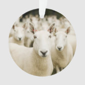 Farms | Herd of Sheep Ornament (voorkant)