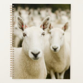 Farms | Herd of Sheep Planner (Voorkant)