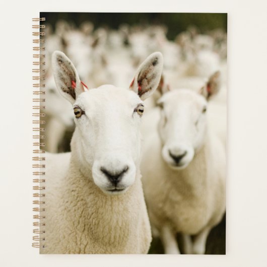 Farms | Herd of Sheep Planner (Voorkant)