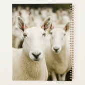 Farms | Herd of Sheep Planner (Achterkant)