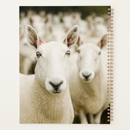Farms | Herd of Sheep Planner (Achterkant)