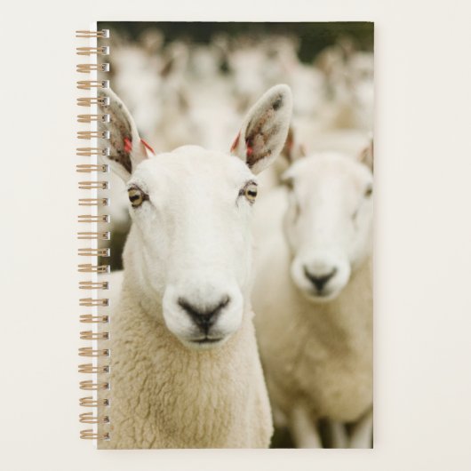 Farms | Herd of Sheep Planner (Voorkant)