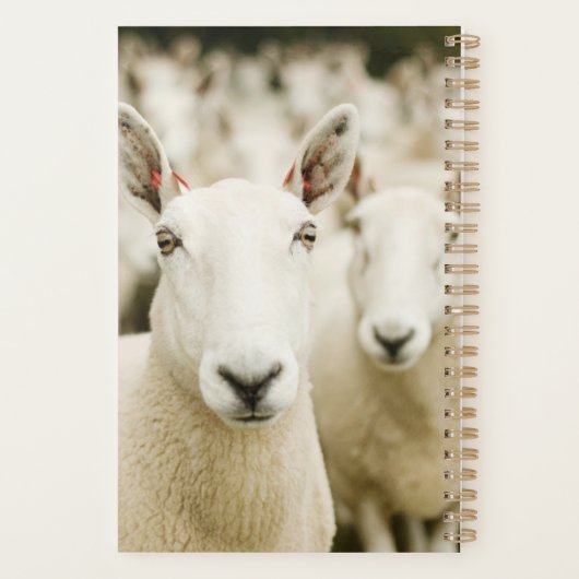 Farms | Herd of Sheep Planner (Achterkant)