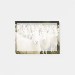 Farms   Herd of Sheep Post-it® Notes