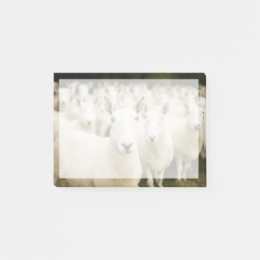 Farms | Herd of Sheep Post-it® Notes (Voorkant)