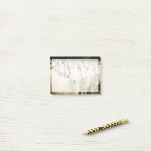 Farms | Herd of Sheep Post-it® Notes (Op bureau)