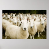 Farms | Herd of Sheep Poster (Voorkant)