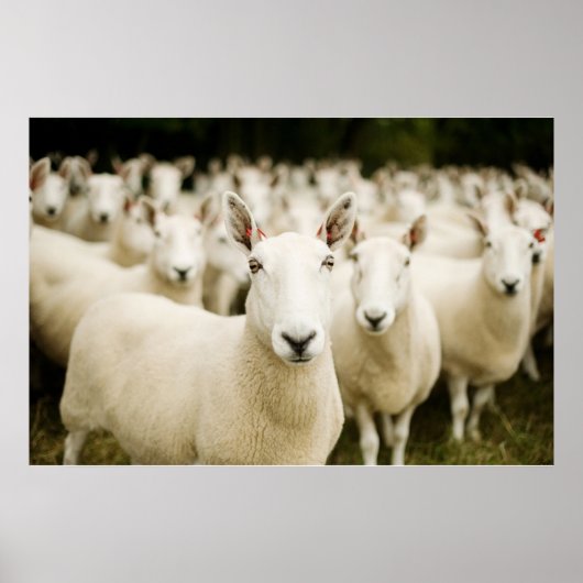 Farms | Herd of Sheep Poster (Voorkant)