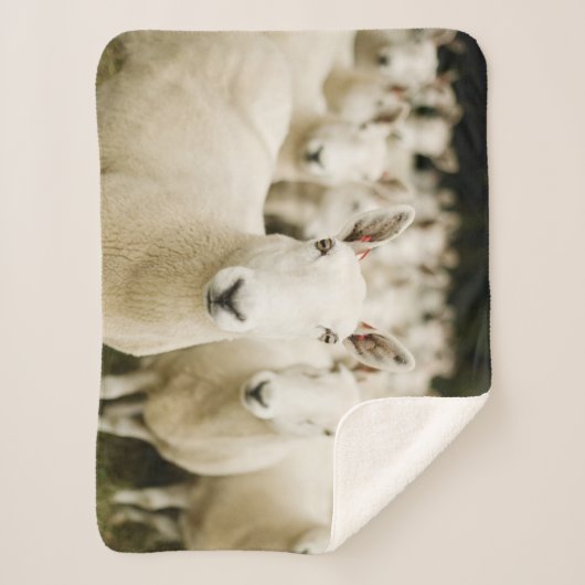 Farms | Herd of Sheep Sherpa Deken (Voorkant)