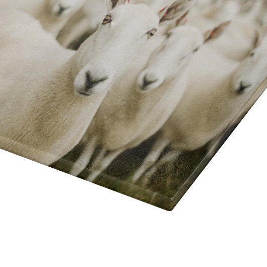 Farms | Herd of Sheep Snijplank (Hoek)