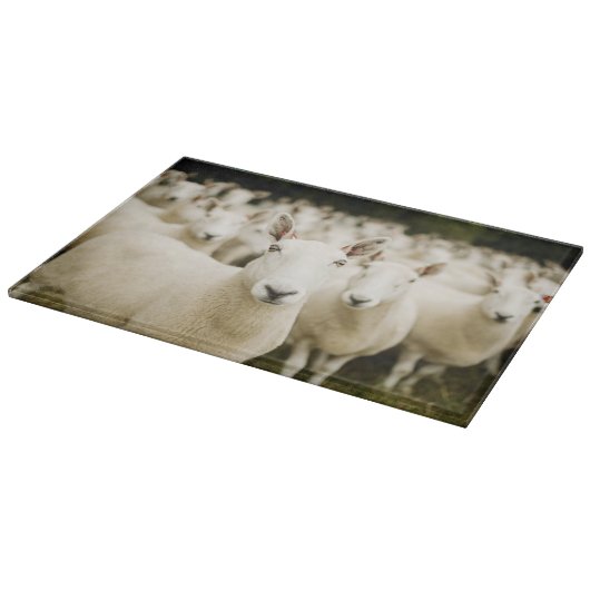 Farms | Herd of Sheep Snijplank (Hoek)