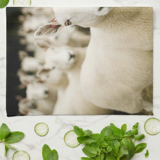 Farms | Herd of Sheep Theedoek (Gevouwen)