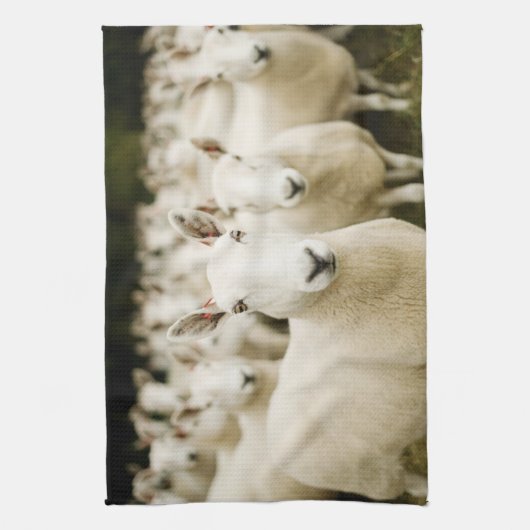 Farms | Herd of Sheep Theedoek (Verticaal)