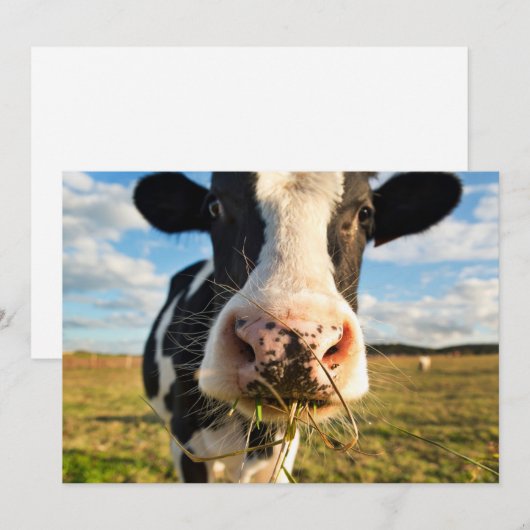 Farms | Holstein Cow Chewing Bedankkaart (Voorkant / Achterkant)
