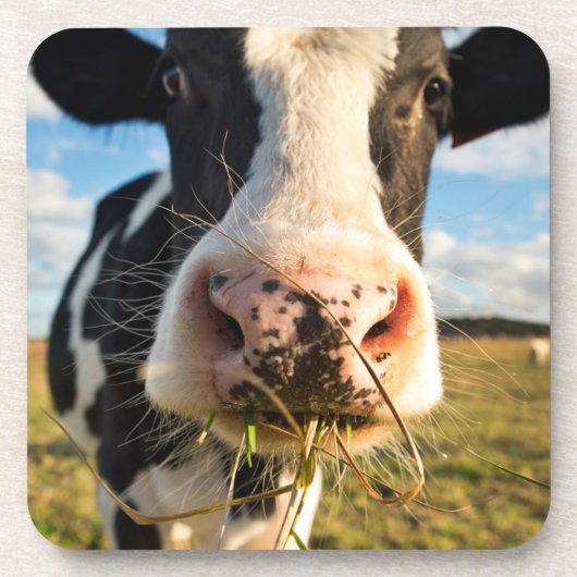 Farms | Holstein Cow Chewing Bier Onderzetter (Voorkant)
