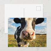 Farms | Holstein Cow Chewing Briefkaart (Voorkant / Achterkant)