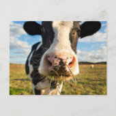 Farms | Holstein Cow Chewing Briefkaart (Voorkant)
